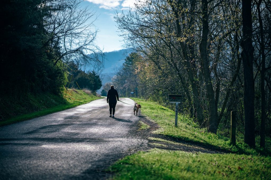 person walking a dog along a country road lined with deciduous trees and a mountain on the horizon